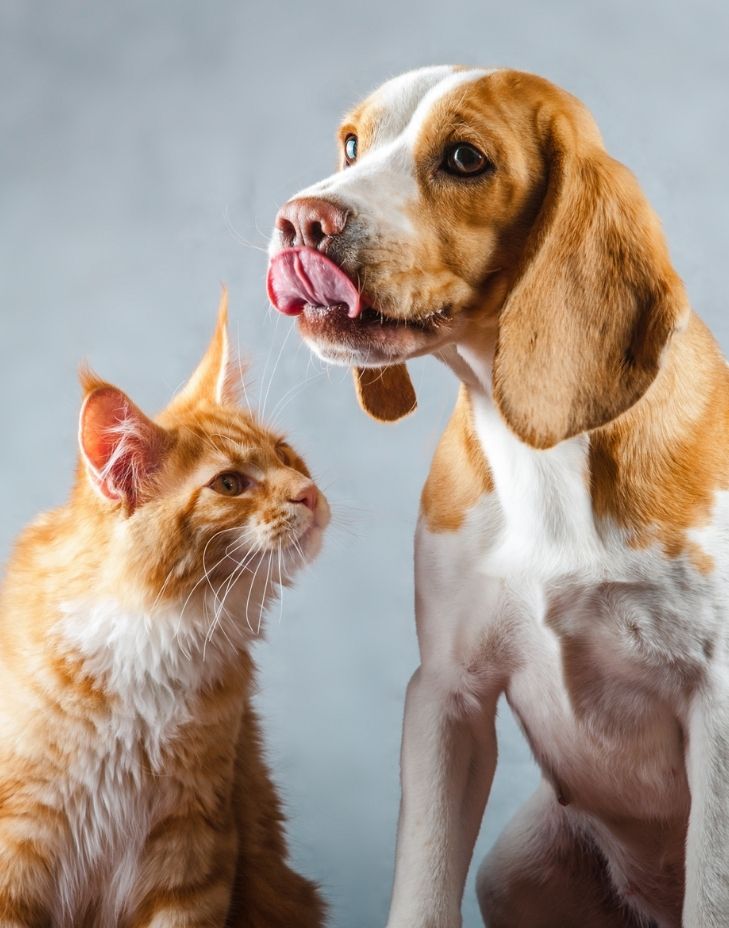 comida para gatos y perros