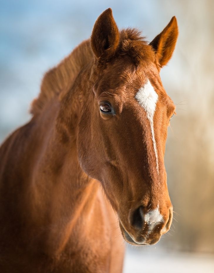 pienso para caballos